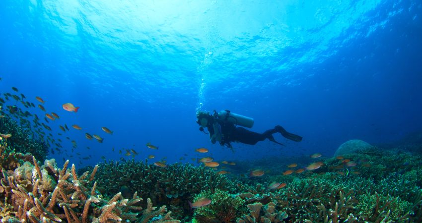 Sharm El Sheikh Turu
